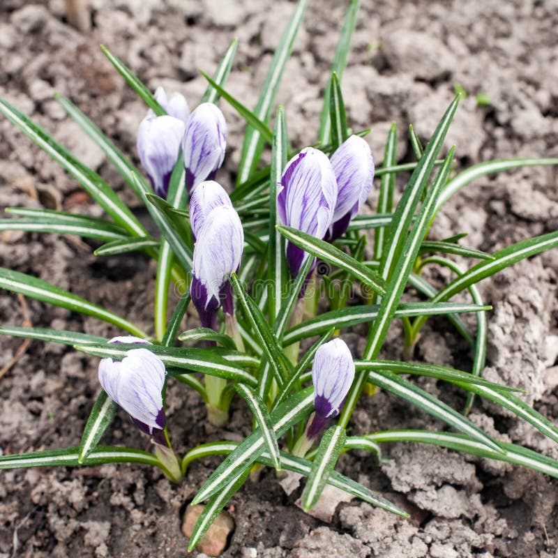 Το ιώδες ελατήριο snowdrop ανθίζει την άποψη κινηματογραφήσεων σε πρώτο πλάνο στοκ εικόνα με δικαίωμα ελεύθερης χρήσης Το ιώδες ελατήριο snowdrop ανθίζει την άποψη κινηματογραφήσεων σε πρώτο πλάνο στοκ εικόνα με δικαίωμα ελεύθερης χρήσης