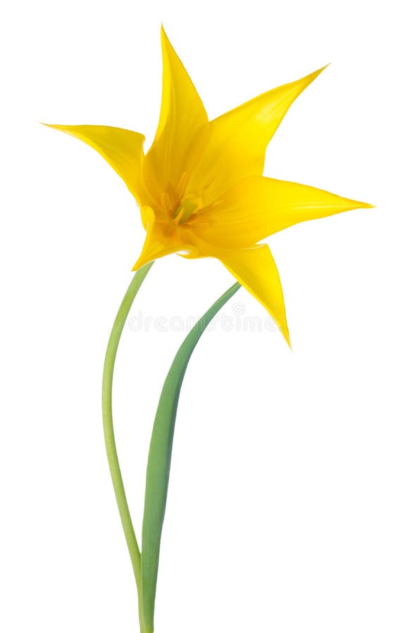 Yellow Tulip flower is isolated on white background. Yellow Tulip flower is isolated on white background