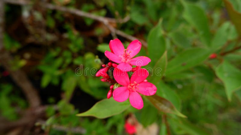 το καλλωπιστικό φυτό του λουλουδιού batavia jatropha integerrima είναι κόκκινο και όμορφο