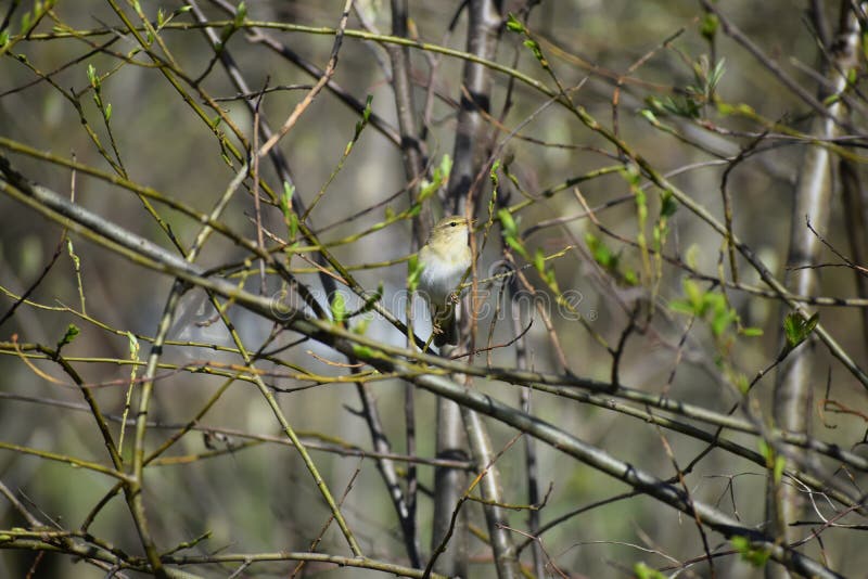 Το κοινό chiffchaff στοκ φωτογραφία με δικαίωμα ελεύθερης χρήσης Το κοινό chiffchaff στοκ φωτογραφία με δικαίωμα ελεύθερης χρήσης