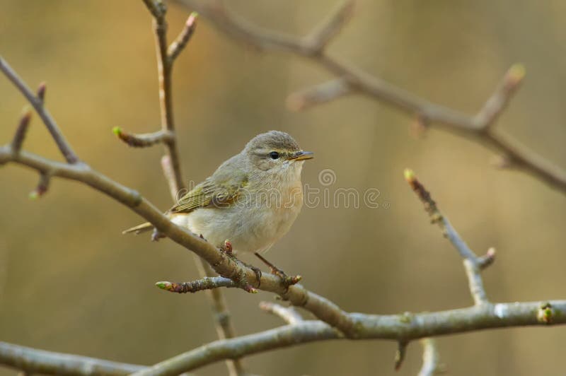 Το κοινό chiffchaff τραγουδά ένα τραγούδι την άνοιξη κατά τη διάρκεια της αναπαραγωγής στοκ εικόνες με δικαίωμα ελεύθερης χρήσης Το κοινό chiffchaff τραγουδά ένα τραγούδι την άνοιξη κατά τη διάρκεια της αναπαραγωγής στοκ εικόνες με δικαίωμα ελεύθερης χρήσης