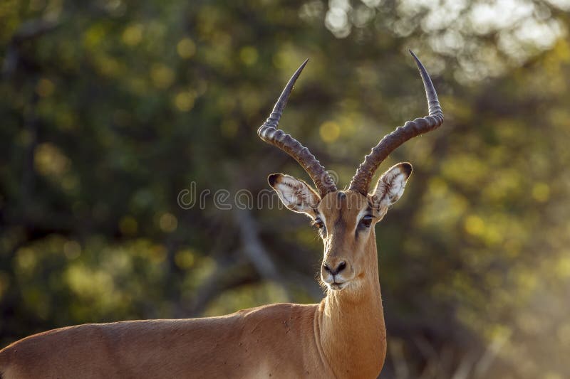 Το κοινό Impala στο Μεγάλο Εθνικό Πάρκο Kruger Νότια Αφρική στοκ εικόνες με δικαίωμα ελεύθερης χρήσης