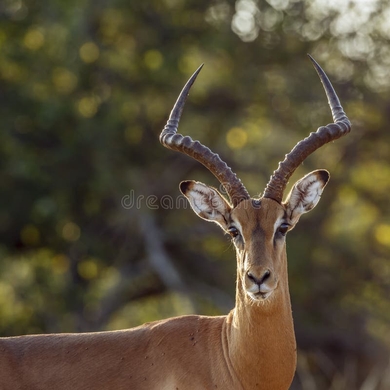 Το κοινό Impala στο Μεγάλο Εθνικό Πάρκο Kruger Νότια Αφρική στοκ εικόνες