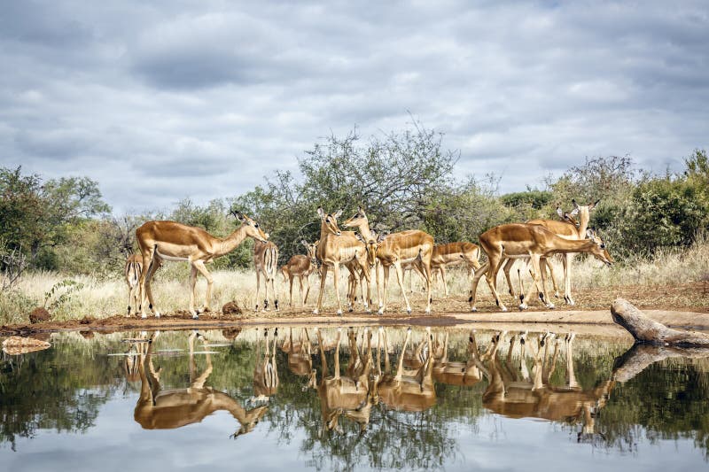 Το κοινό Impala στο Μεγάλο Εθνικό Πάρκο Kruger Νότια Αφρική στοκ φωτογραφία