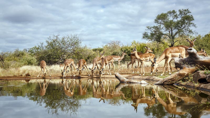 Το κοινό Impala στο Μεγάλο Εθνικό Πάρκο Kruger Νότια Αφρική στοκ εικόνα με δικαίωμα ελεύθερης χρήσης