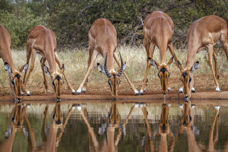 Το κοινό Impala στο Μεγάλο Εθνικό Πάρκο Kruger Νότια Αφρική στοκ φωτογραφία με δικαίωμα ελεύθερης χρήσης