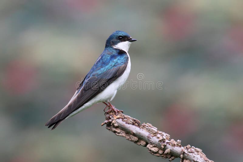 Tree Swallow (tachycineta bicolor) on a stump with a colorful background. Tree Swallow (tachycineta bicolor) on a stump with a colorful background