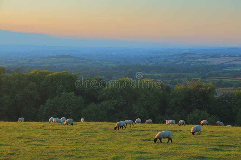 Flock of sheep graze at dusk on the farmland in Somerset. Flock of sheep graze at dusk on the farmland in Somerset