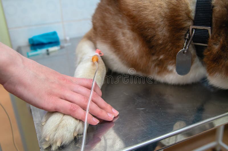 Το κτηνιατρικό χέρι ` s κρατά το πόδι σκυλιών ` s με τον εγκατεστημένο καθετήρα με dropper Έννοια της ιατρικής φροντίδας για το κ στοκ φωτογραφία Το κτηνιατρικό χέρι ` s κρατά το πόδι σκυλιών ` s με τον εγκατεστημένο καθετήρα με dropper Έννοια της ιατρικής φροντίδας για το κ στοκ φωτογραφία