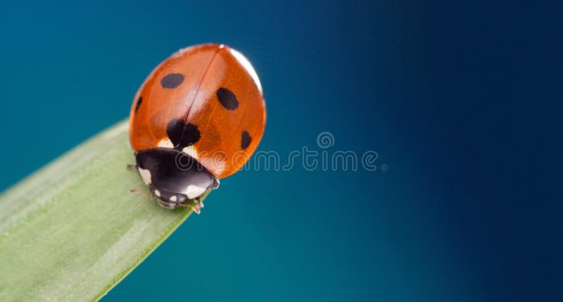 Το κόκκινο ladybug στο πράσινο φύλλο, λαμπρίτσα σέρνεται στο μίσχο του φυτού την άνοιξη το καλοκαίρι κήπων στοκ εικόνα Το κόκκινο ladybug στο πράσινο φύλλο, λαμπρίτσα σέρνεται στο μίσχο του φυτού την άνοιξη το καλοκαίρι κήπων στοκ εικόνα