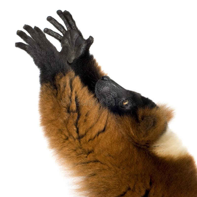 Red Ruffed Lemur in front of a white background. Red Ruffed Lemur in front of a white background