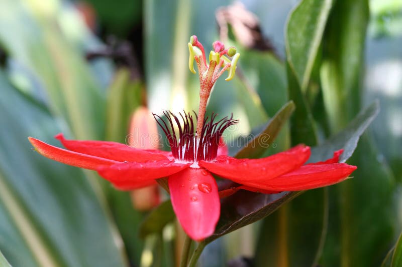 Το κόκκινο λουλούδι της Passiflora coccinea στοκ εικόνες