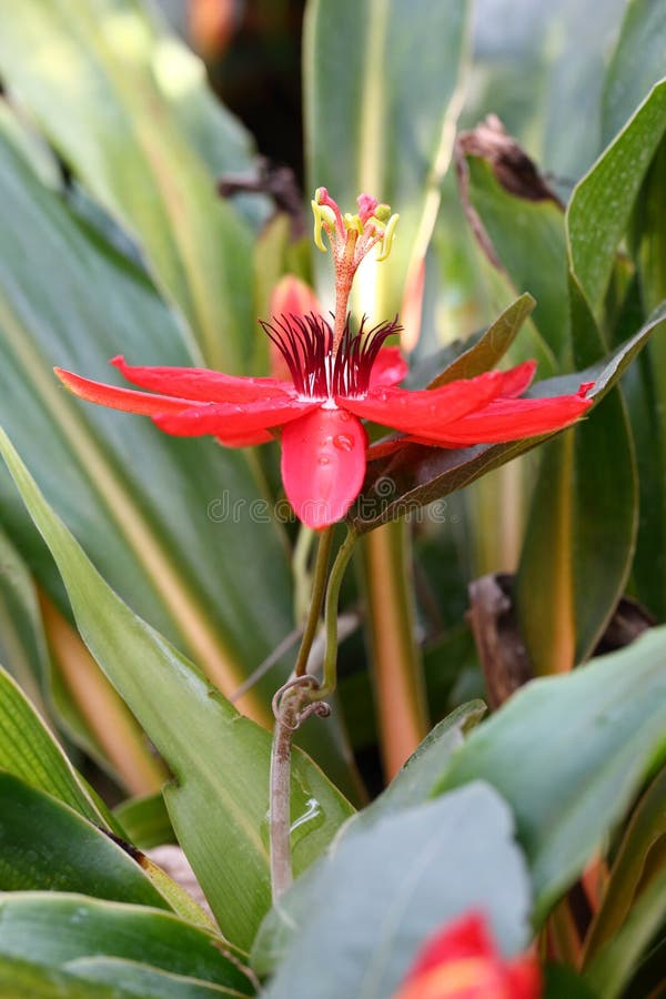 Το κόκκινο λουλούδι της Passiflora coccinea στοκ εικόνα