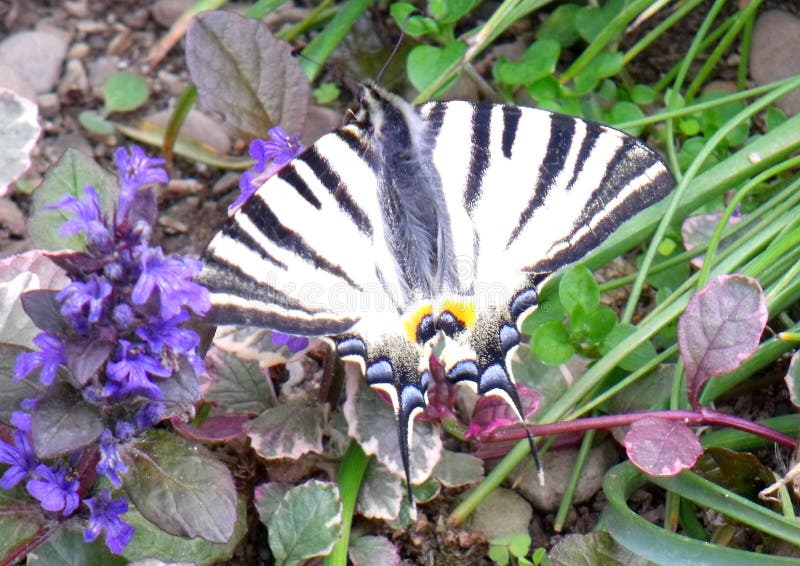 Το λιγοστό podalirius Iphiclides swallowtail στοκ εικόνα Το λιγοστό podalirius Iphiclides swallowtail στοκ εικόνα