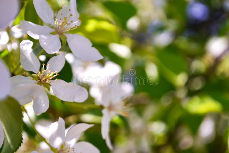 το μήλο ανθίζει το λευκό Όμορφα ανθίζοντας δέντρα μηλιάς το υπόβαθρο με την άνθιση ανθίζει την άνοιξη την ημέρα στοκ φωτογραφίες