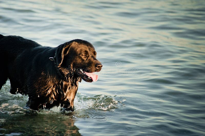 Το μεγάλο μαύρο σκυλί λούζεται στο νερό retriever του Λαμπραντόρ χρυσά τρεξίματα σκυλιών στο νερό στη θάλασσα στοκ εικόνες Το μεγάλο μαύρο σκυλί λούζεται στο νερό retriever του Λαμπραντόρ χρυσά τρεξίματα σκυλιών στο νερό στη θάλασσα στοκ εικόνες
