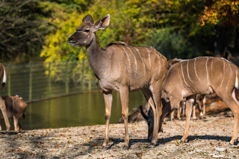 Το μεγαλύτερο kudu, strepsiceros Tragelaphus είναι μια δασόβια αντιλόπη στοκ φωτογραφία με δικαίωμα ελεύθερης χρήσης Το μεγαλύτερο kudu, strepsiceros Tragelaphus είναι μια δασόβια αντιλόπη στοκ φωτογραφία με δικαίωμα ελεύθερης χρήσης