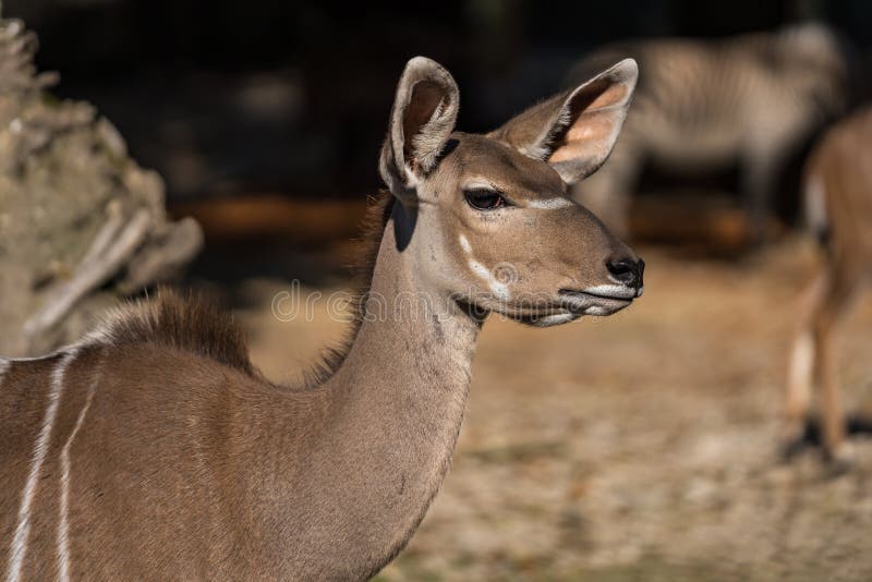 Το μεγαλύτερο kudu, strepsiceros Tragelaphus είναι μια δασόβια αντιλόπη στοκ φωτογραφία Το μεγαλύτερο kudu, strepsiceros Tragelaphus είναι μια δασόβια αντιλόπη στοκ φωτογραφία