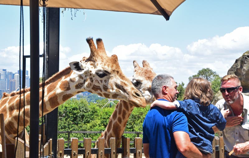 Το μικρό παιδί που έγινε φοβησμένο μετά από giraffes ήρθε πάρα πολύ κοντά Το μικρό παιδί που έγινε φοβησμένο μετά από giraffes ήρθε πάρα πολύ κοντά