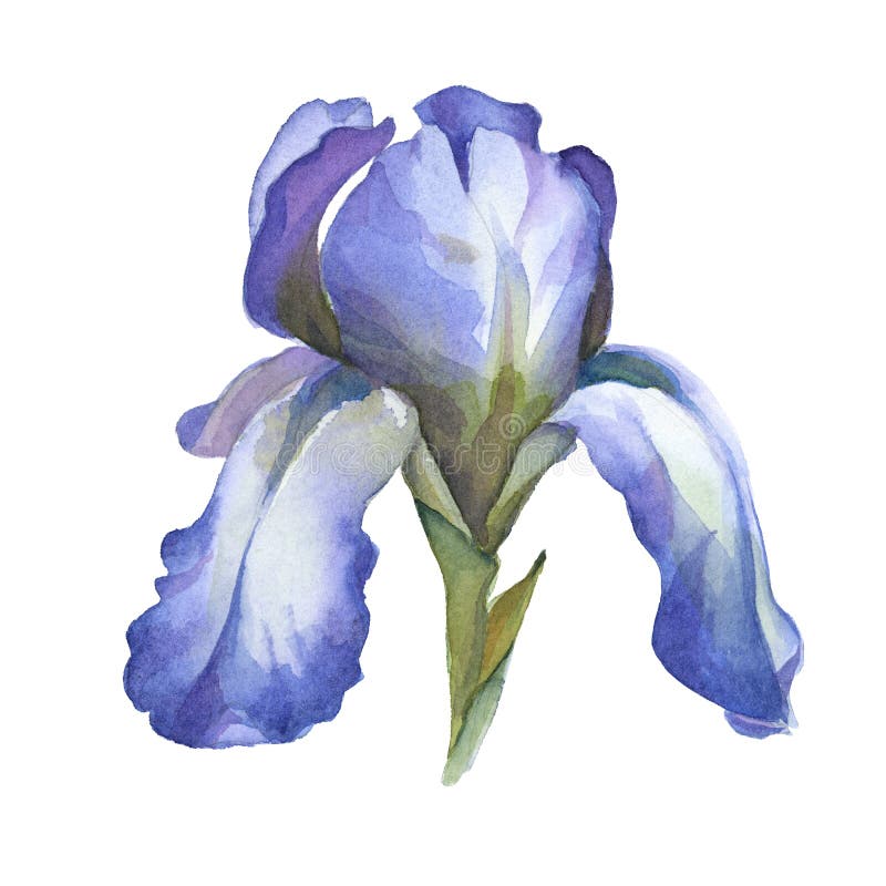 Το μπλε λουλούδι ίριδων Watercolor στο άσπρο υπόβαθρο διανυσματική απεικόνιση