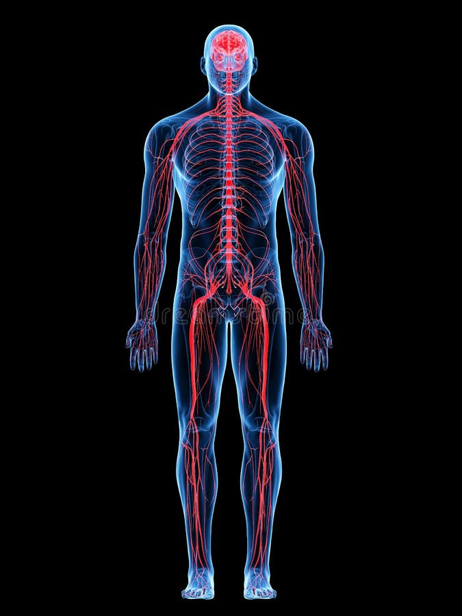 3d rendered medically accurate illustration of the nervous system. 3d rendered medically accurate illustration of the nervous system