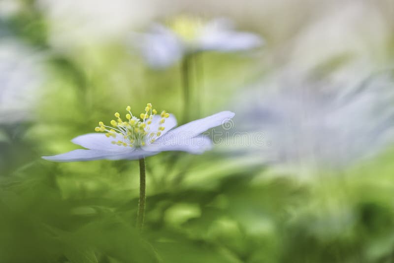 Το ξύλινο ελατήριο anemone είναι εδώ στοκ εικόνες Το ξύλινο ελατήριο anemone είναι εδώ στοκ εικόνες
