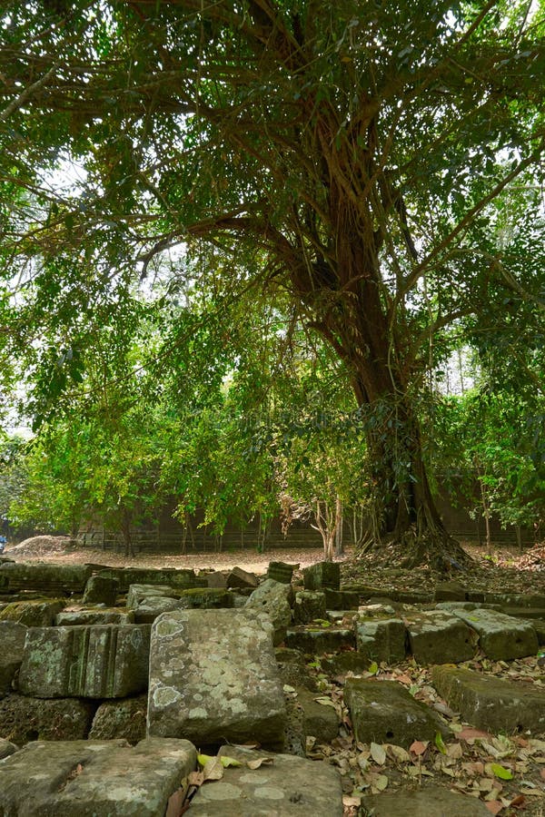 Wall in the wood in temple complex Angkor Wat Siem Reap, Cambodia tree. Wall in the wood in temple complex Angkor Wat Siem Reap, Cambodia tree