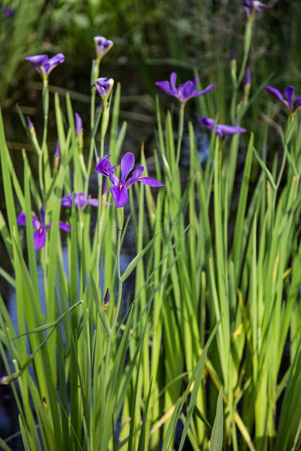 Closeup portrait of purple Louisiana iris flowers growing in dark bayou swamp water background in Spring. Closeup portrait of purple Louisiana iris flowers growing in dark bayou swamp water background in Spring