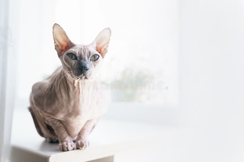 Το πορτρέτο της γάτας Don Sphynx είναι μεγάλη συνεδρίαση στο windowsill στοκ φωτογραφίες με δικαίωμα ελεύθερης χρήσης