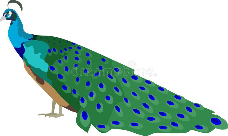 Το πουλί peacock απεικόνιση αποθεμάτων