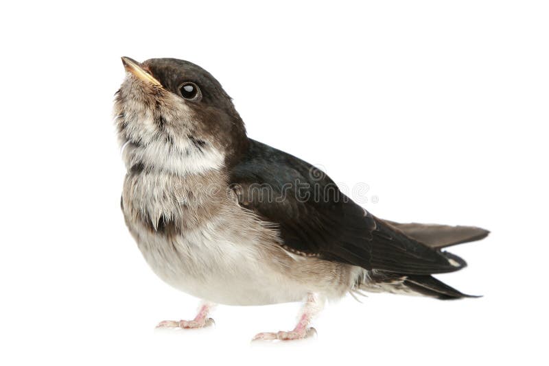 Baby bird of a swallow on a white background. Baby bird of a swallow on a white background