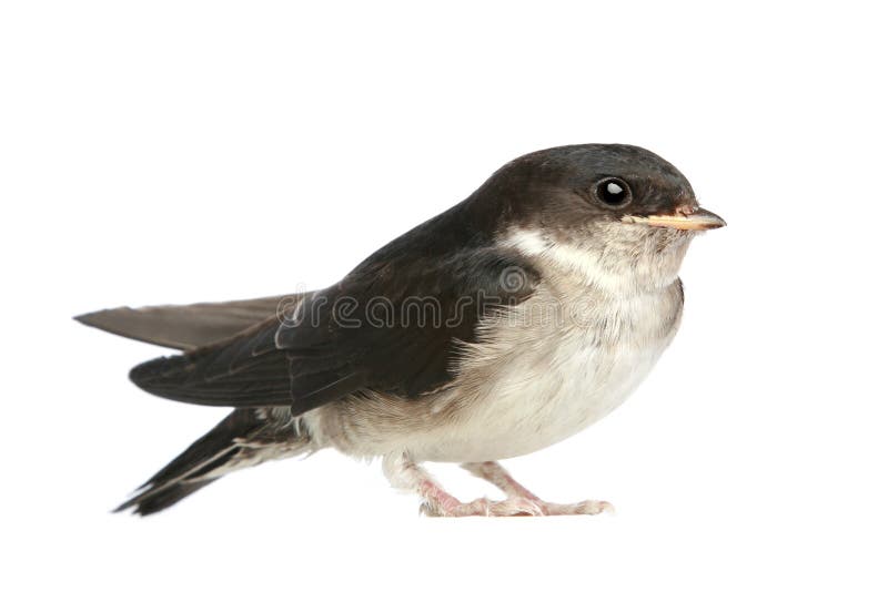 Baby bird of a swallow on a white background. Baby bird of a swallow on a white background