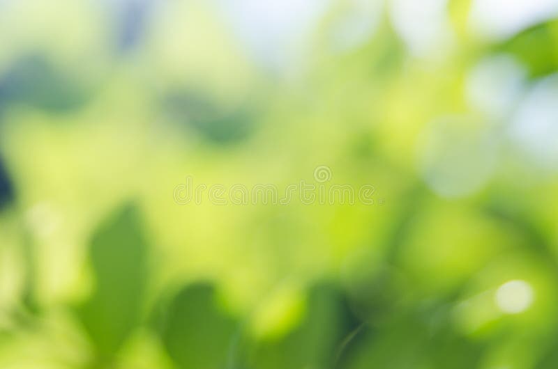 Το πράσινο υπόβαθρο θαμπάδων φύσης, bokeh επίδραση, η εικόνα στοκ εικόνες