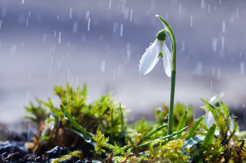 Το πρώτο ελατήριο ανθίζει snowdrops με τις πτώσεις βροχής στοκ εικόνες με δικαίωμα ελεύθερης χρήσης