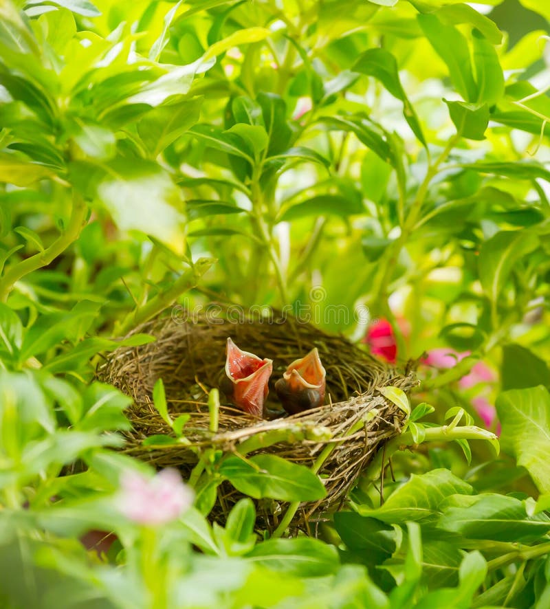 Το ράβδωση-έχον νώτα πουλί Bulbul μωρών στοκ εικόνες Το ράβδωση-έχον νώτα πουλί Bulbul μωρών στοκ εικόνες