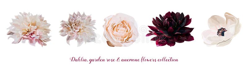 Το ροζ κήπων λουλουδιών αυξήθηκε, νταλιών Anemone φυσικό ροδάκινο λουλουδιών σχεδιαστών διαφορετικό, burgundy κόκκινα ανοικτό ροζ ελεύθερη απεικόνιση δικαιώματος