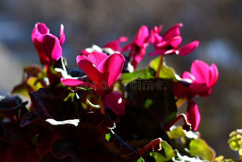 Το ροζ ο θάμνος στο backlight στοκ εικόνες Το ροζ ο θάμνος στο backlight στοκ εικόνες