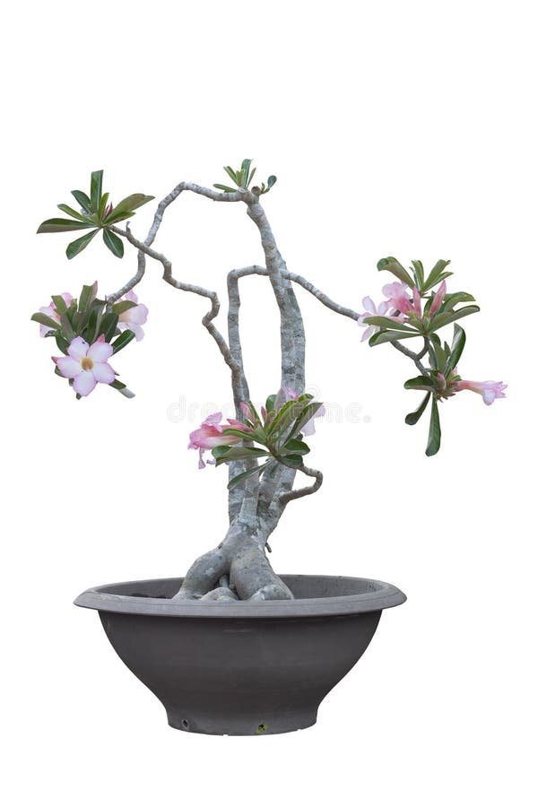 Το ρόδινη λουλούδι ή η έρημος Adenium αυξήθηκε στο μαύρο πλαστικό δοχείο που απομονώθηκε στο άσπρο υπόβαθρο στοκ εικόνα με δικαίωμα ελεύθερης χρήσης Το ρόδινη λουλούδι ή η έρημος Adenium αυξήθηκε στο μαύρο πλαστικό δοχείο που απομονώθηκε στο άσπρο υπόβαθρο στοκ εικόνα με δικαίωμα ελεύθερης χρήσης
