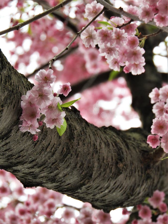 Το ρόδινο ιαπωνικό κεράσι Sakura ανθίζει υπερέκθεση στοκ φωτογραφίες Το ρόδινο ιαπωνικό κεράσι Sakura ανθίζει υπερέκθεση στοκ φωτογραφίες
