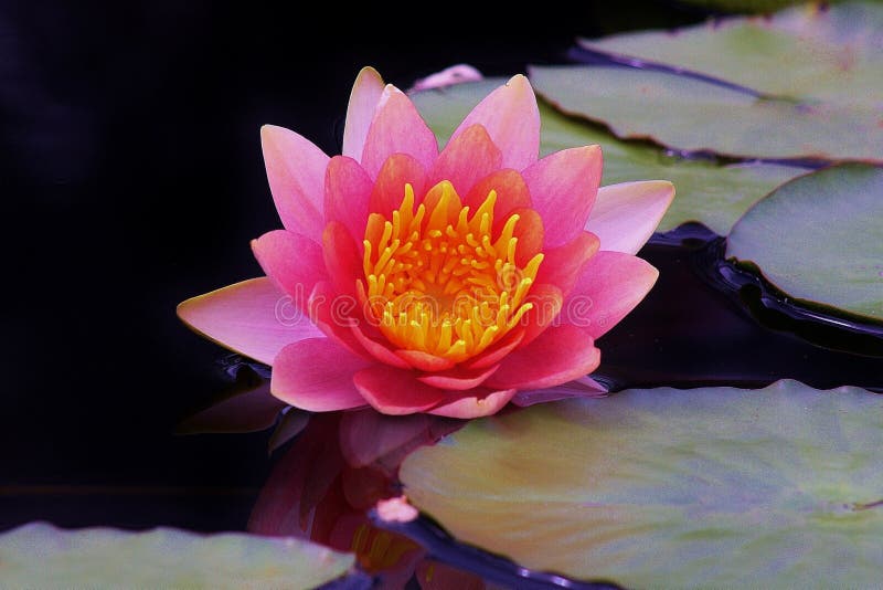 Το ρόδινο λουλούδι Lotus στο Μαύρο έβαψε το νερό στοκ εικόνες Το ρόδινο λουλούδι Lotus στο Μαύρο έβαψε το νερό στοκ εικόνες