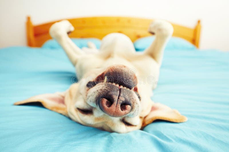 Dog is lying on back on the bed - selective focus. Dog is lying on back on the bed - selective focus