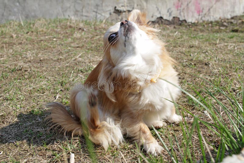 Το σκυλί Chihuahua γρατσουνίζει στην πράσινη χλόη στις πρώτες ημέρες της άνοιξη Σκυλί με ένα λουρί παρασίτων - ψύλλοι, κρότωνες κ στοκ φωτογραφίες με δικαίωμα ελεύθερης χρήσης Το σκυλί Chihuahua γρατσουνίζει στην πράσινη χλόη στις πρώτες ημέρες της άνοιξη Σκυλί με ένα λουρί παρασίτων - ψύλλοι, κρότωνες κ στοκ φωτογραφίες με δικαίωμα ελεύθερης χρήσης