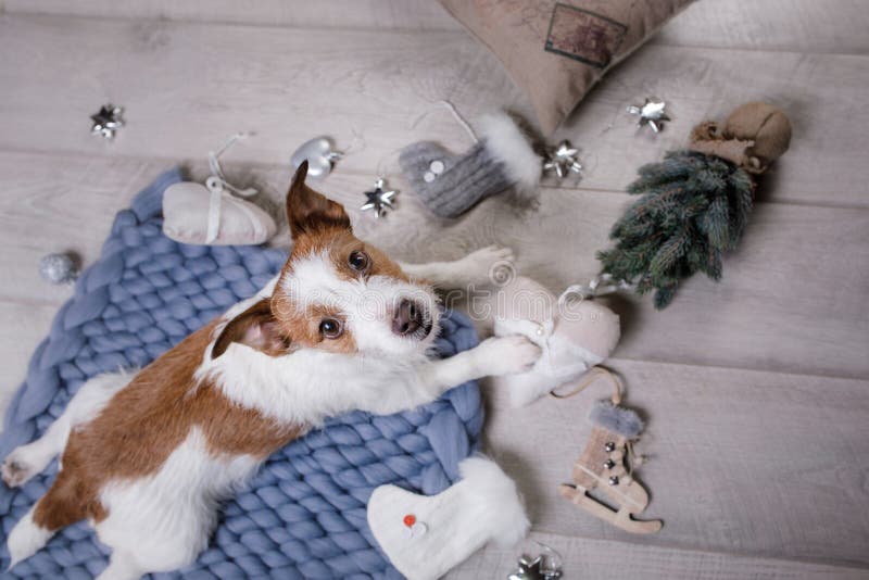 Το σκυλί βρίσκεται στο πάτωμα Τεριέ του Jack Russell σε ένα κάλυμμα στοκ εικόνες Το σκυλί βρίσκεται στο πάτωμα Τεριέ του Jack Russell σε ένα κάλυμμα στοκ εικόνες