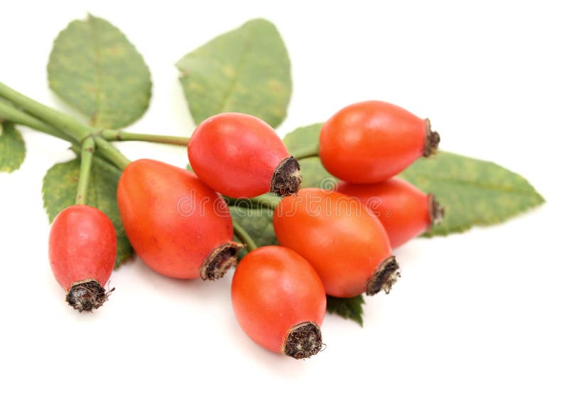 Δέσμη κυνόρριζου στοκ φωτογραφία με δικαίωμα ελεύθερης χρήσης