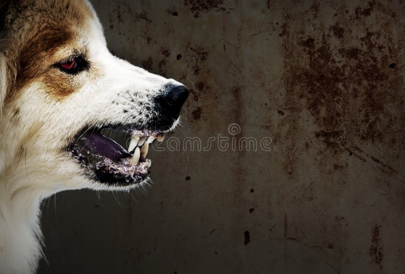 Το σκυλί τρελλό απειλεί παρουσιάζει ότι οι κυνόδοντες έχουν είναι ένα σύμπτωμα της λύσσας στοκ εικόνα