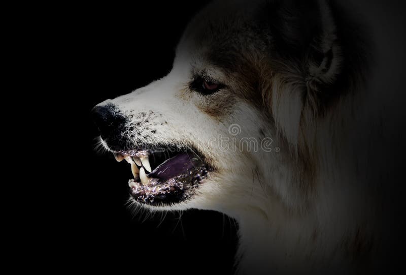 Το σκυλί τρελλό απειλεί παρουσιάζει ότι οι κυνόδοντες έχουν είναι ένα σύμπτωμα της λύσσας στοκ φωτογραφία με δικαίωμα ελεύθερης χρήσης