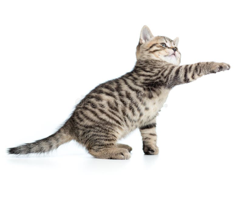 Το σκωτσέζικο τιγρέ γατάκι δίνει το πόδι και να ανατρέξει