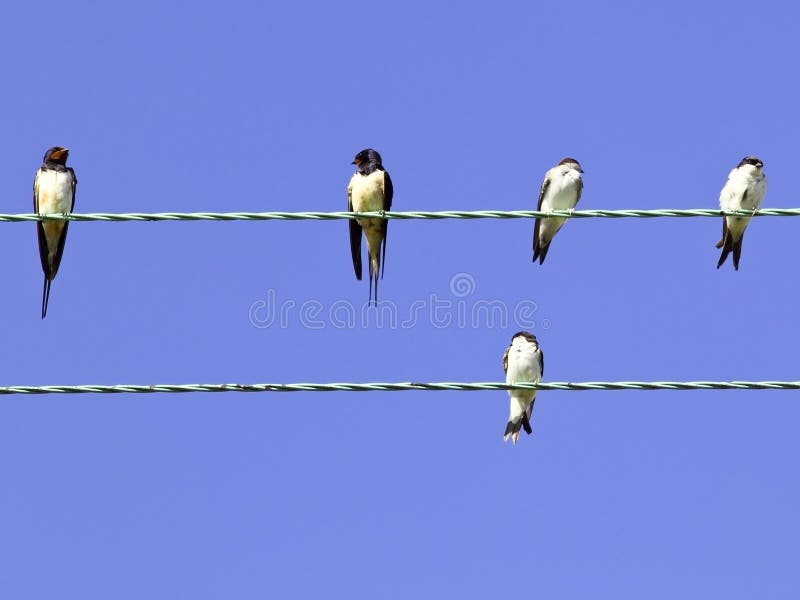 Swallows and house martins on a wire in summer under a blue sky. Swallows and house martins on a wire in summer under a blue sky