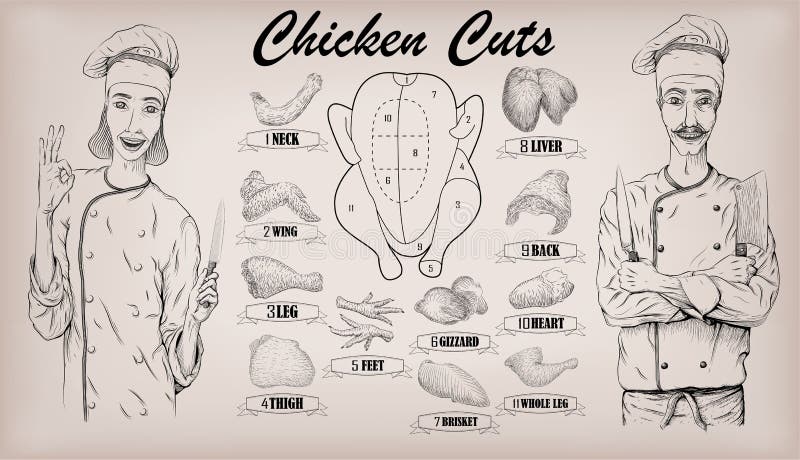 Chicken meat carcass cut parts chops info graphics scheme sign poster butchers guide neck gizzard woman and men butcher cook portrait Vector closeup horizontal beautiful black linear illustration. Chicken meat carcass cut parts chops info graphics scheme sign poster butchers guide neck gizzard woman and men butcher cook portrait Vector closeup horizontal beautiful black linear illustration