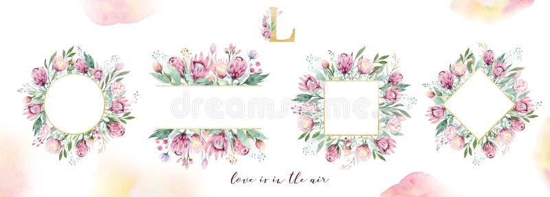 Το σχέδιο χεριών απομόνωσε το watercolor που το floral πλαίσιο με το protea αυξήθηκε, φύλλα, κλάδοι και λουλούδια Βοημίας χρυσό κ στοκ εικόνες